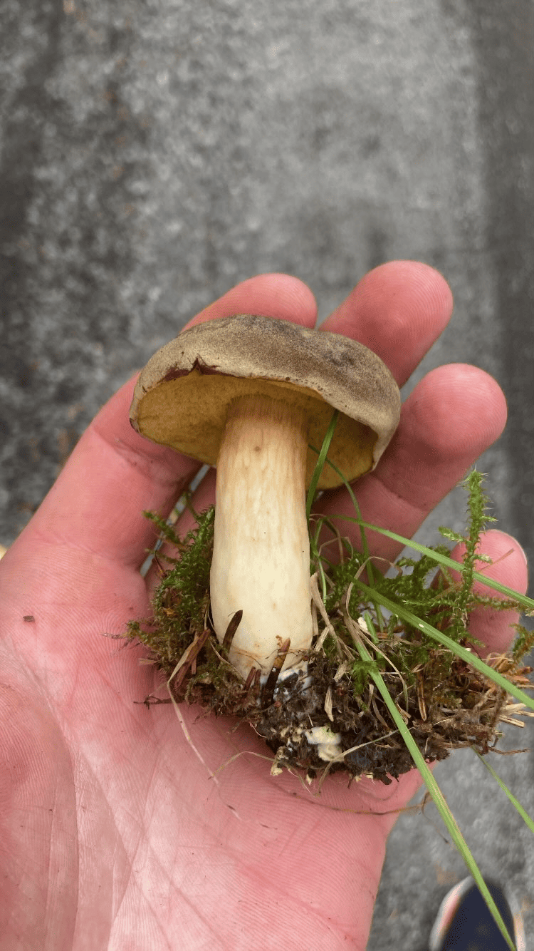 Liten fløyelsrørsopp holdt i hånden med brun hatt, gul underside og lys stilk.