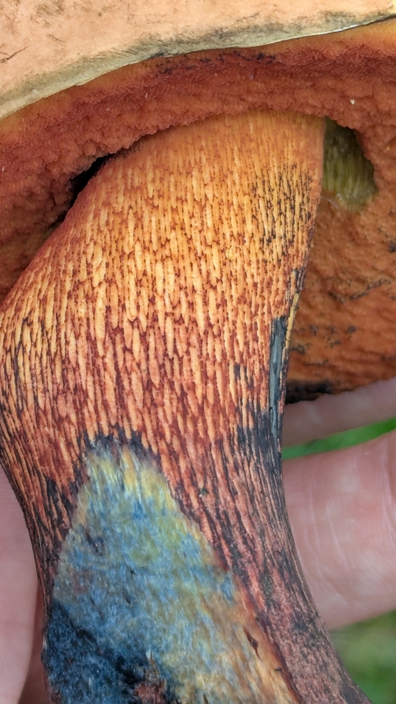 Nærbilde av ildrørsopp med rødt porelag, rødt årenett og blåning nederst på stilken.