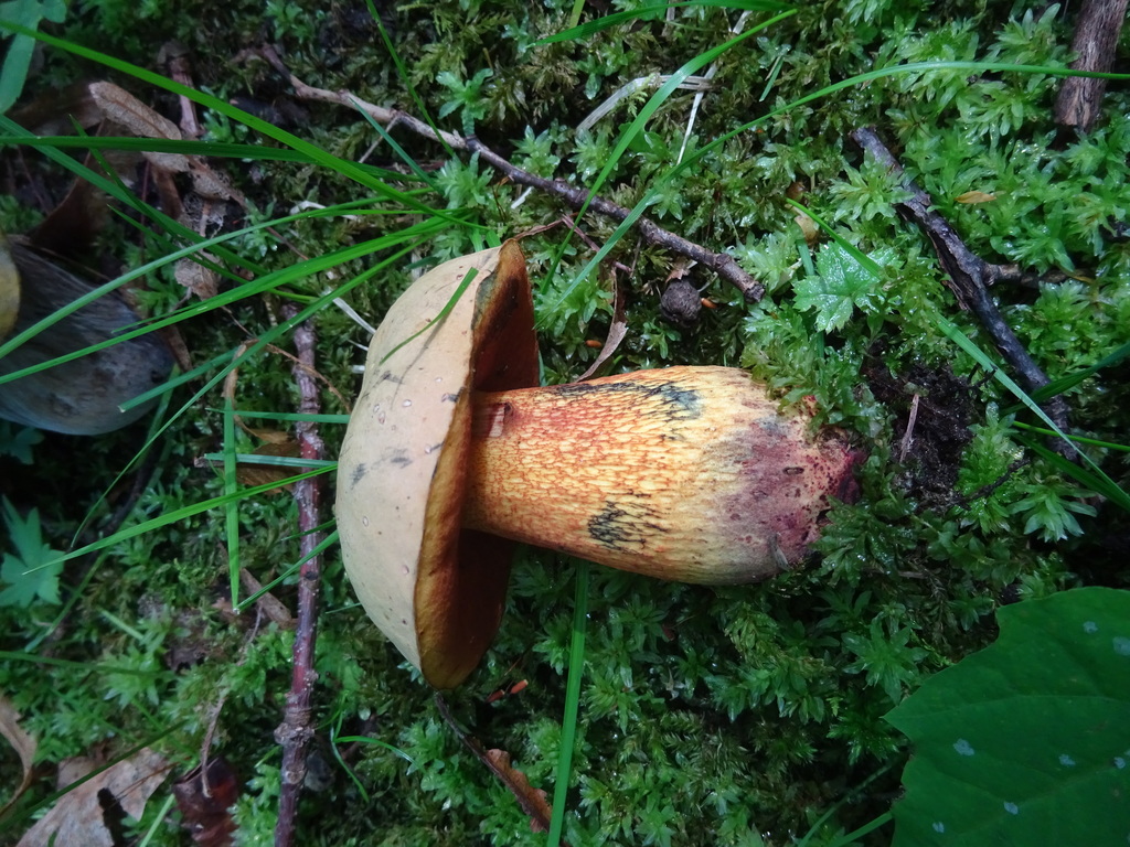 Ildrørsopp i mose med lys brun hatt, rødt porelag og mønstret stilk.