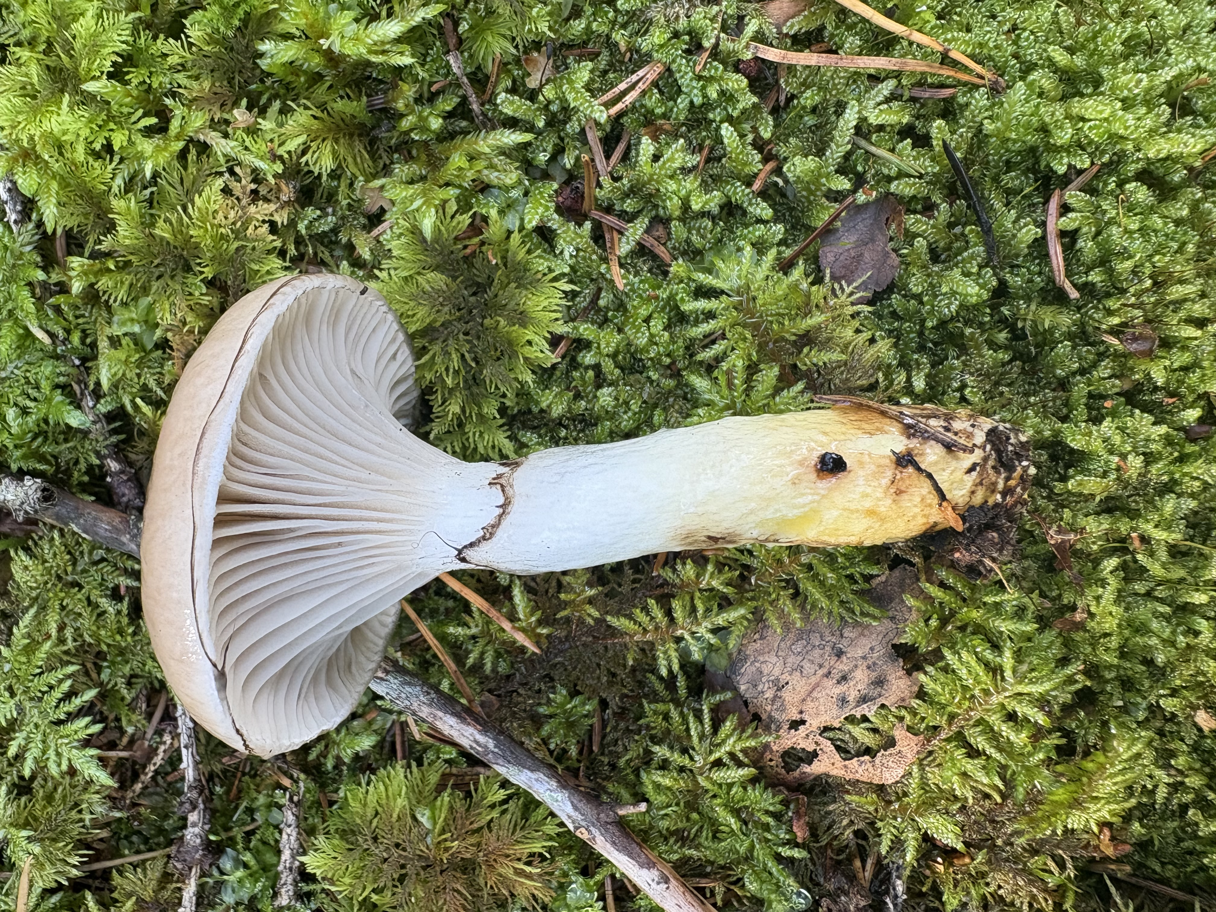 Sleipsopp lagt på mose med fjernstilte hvitgrå skiver og gul flekk ved stilkbasisen.