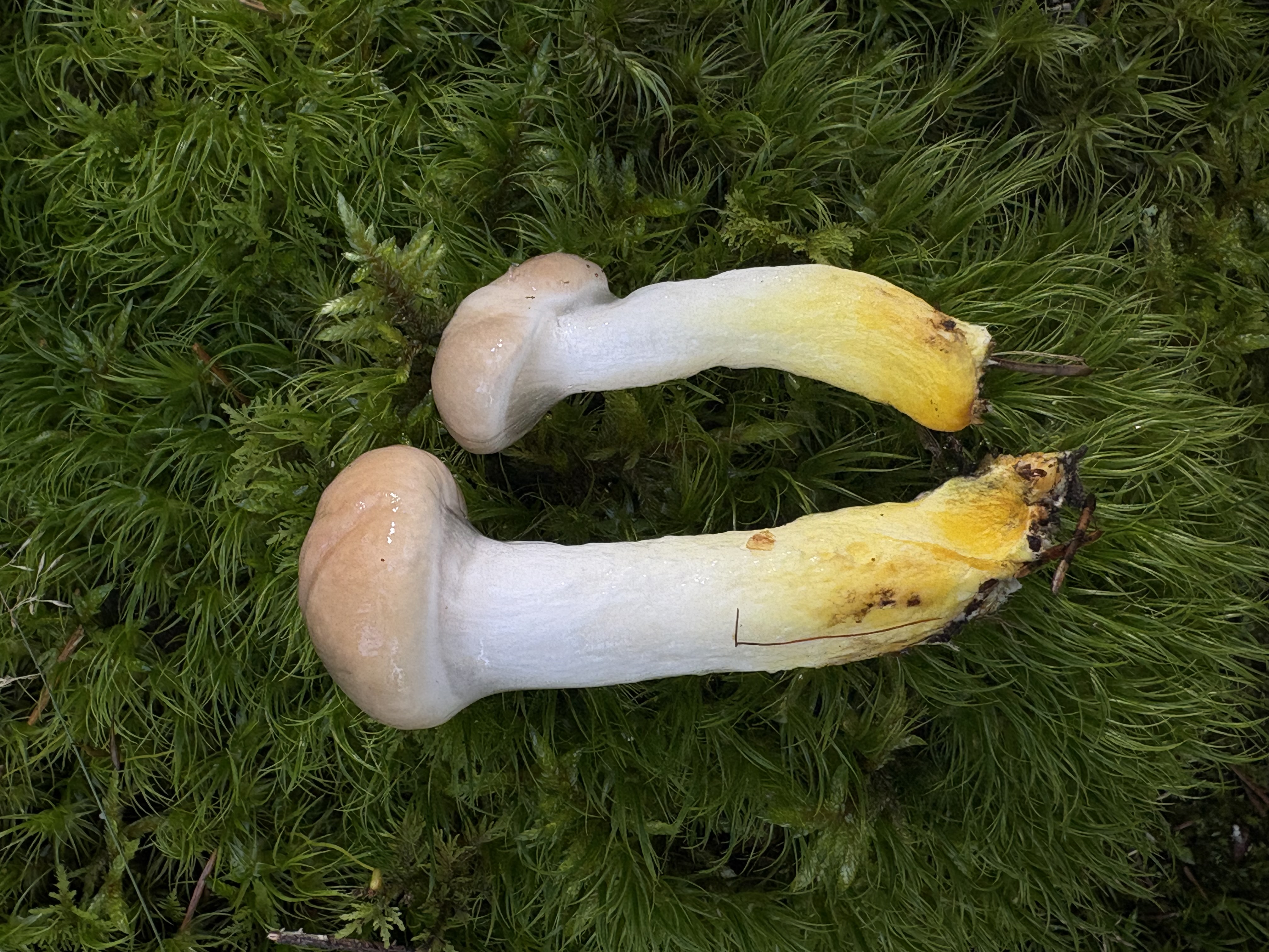 To unge sleipsopper i mose med hvelvede brunrosa hatter og gule stilkbaser.