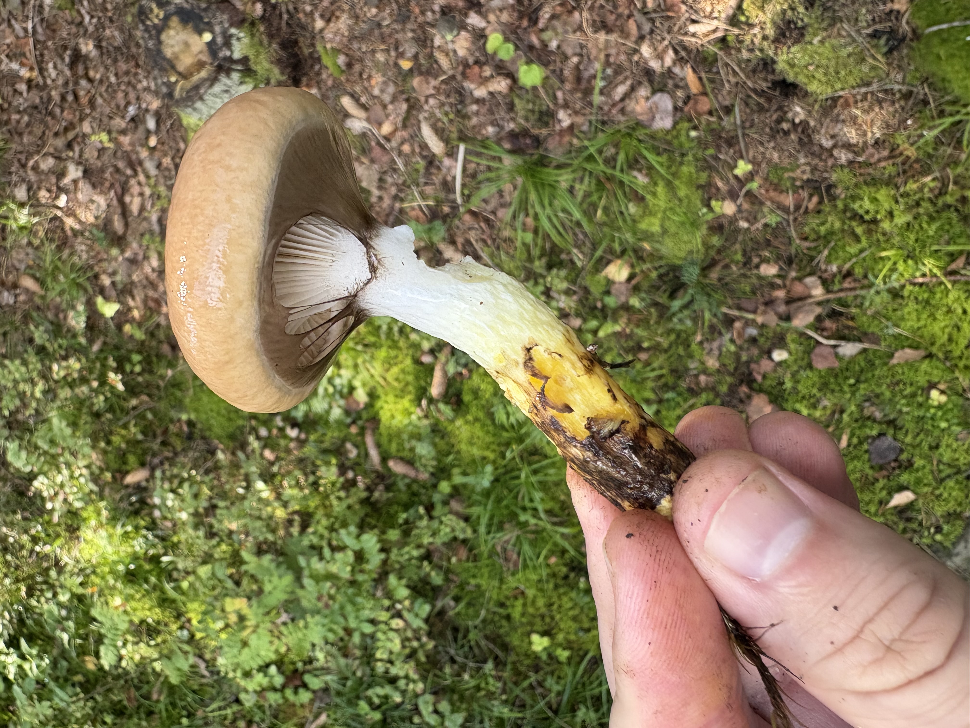 Sleipsopp holdt opp med brun hatt, grålilla skiver og sterkt gul stilkbasis.