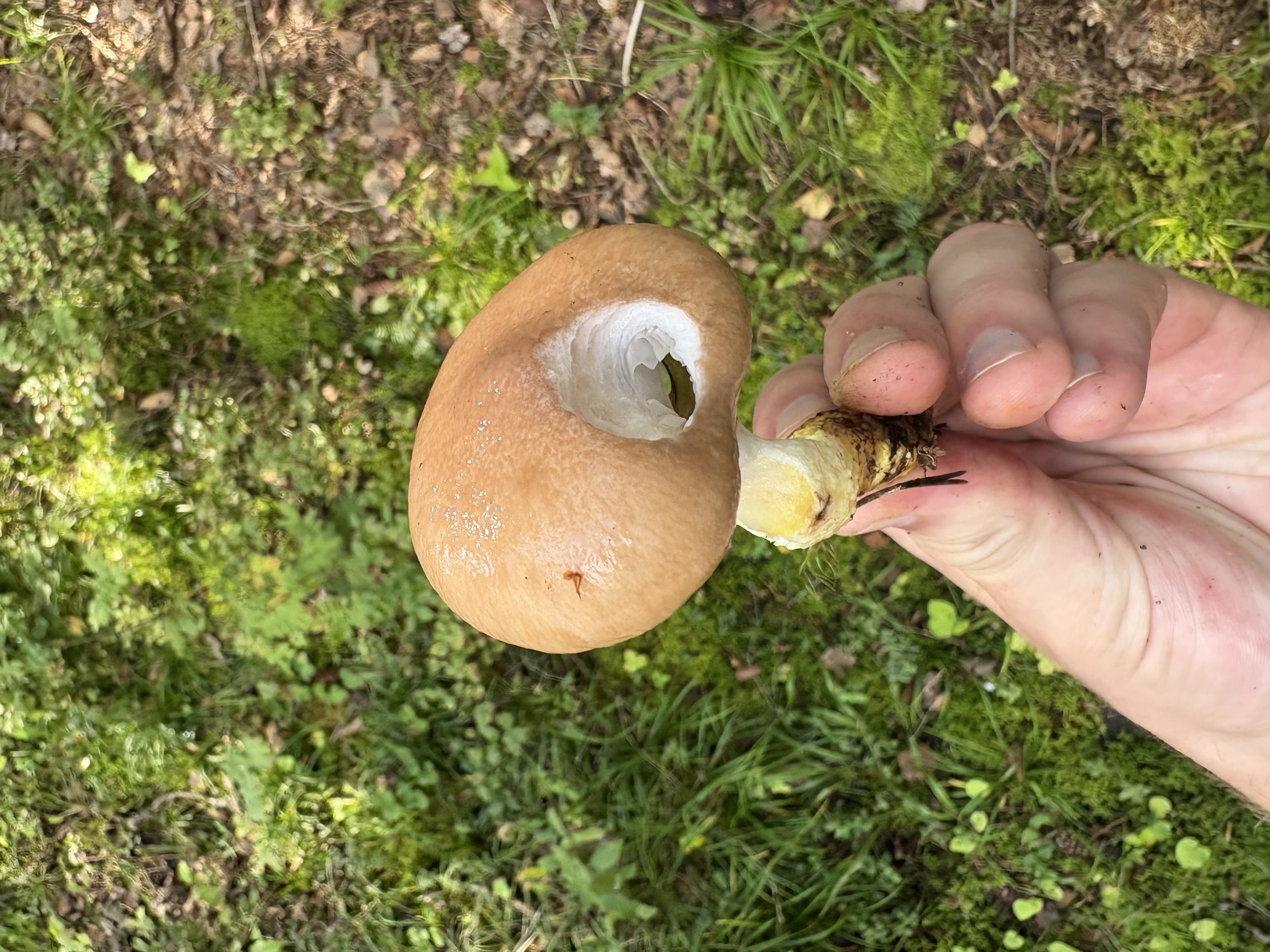 Sleipsopp ovenfra med blank brunrosa hatt og nedtrykt midtparti.