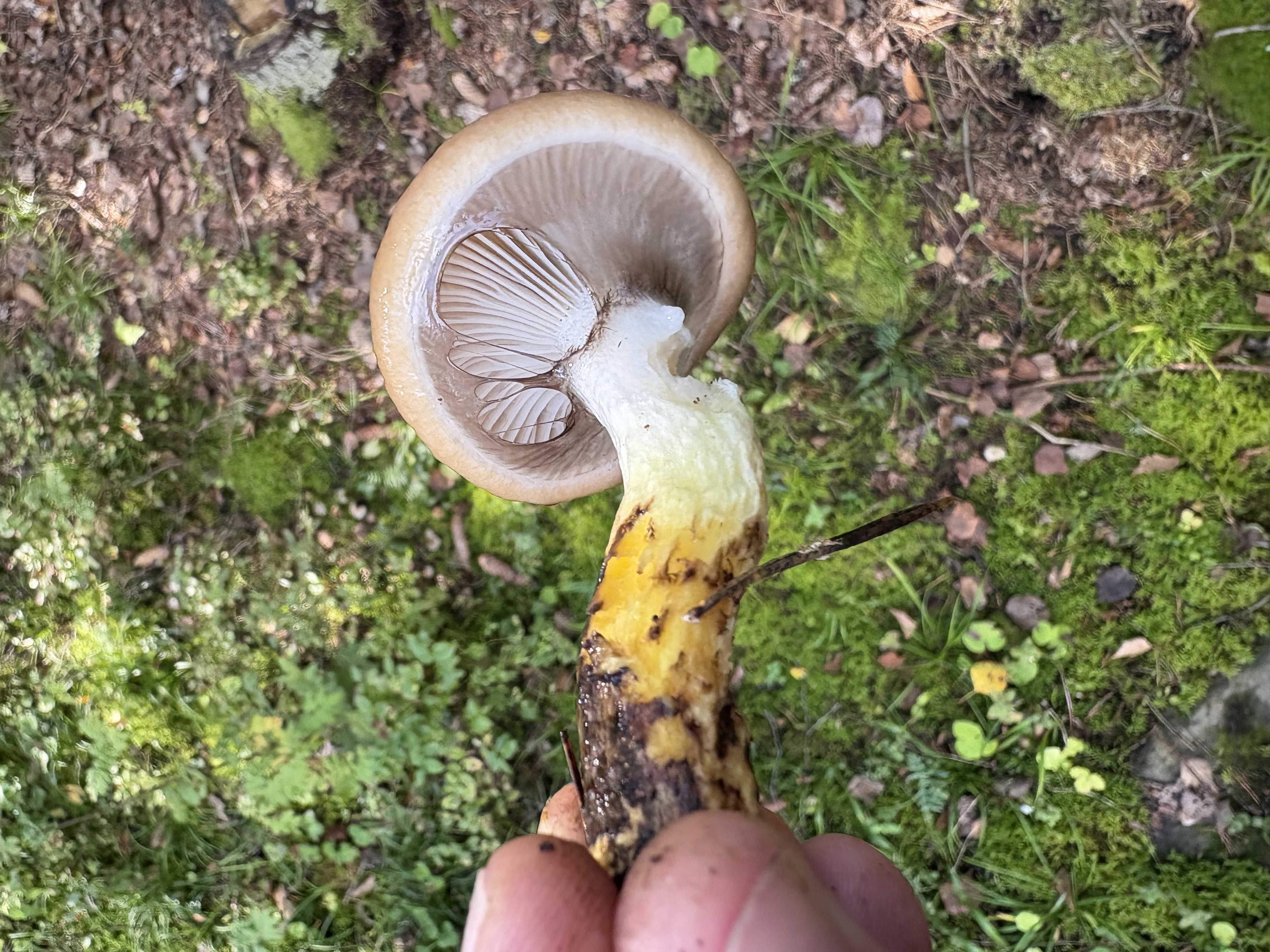 Nærbilde av sleipsoppens tykke grå skiver og gule flekker på stilken.