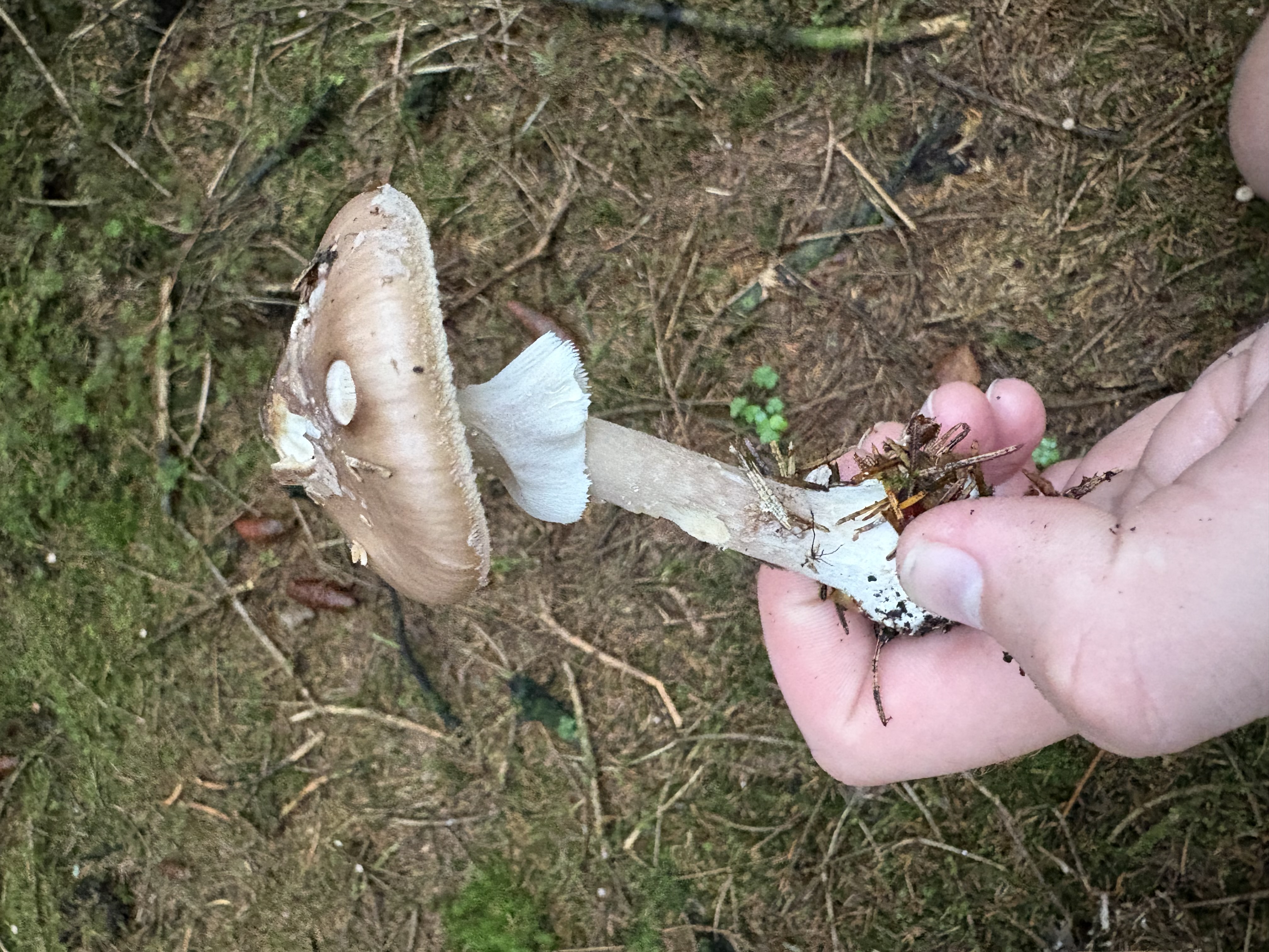 Svartringfluesopp med gråbrun metallisk hatt, hengende mørk ring og flekket stilk.