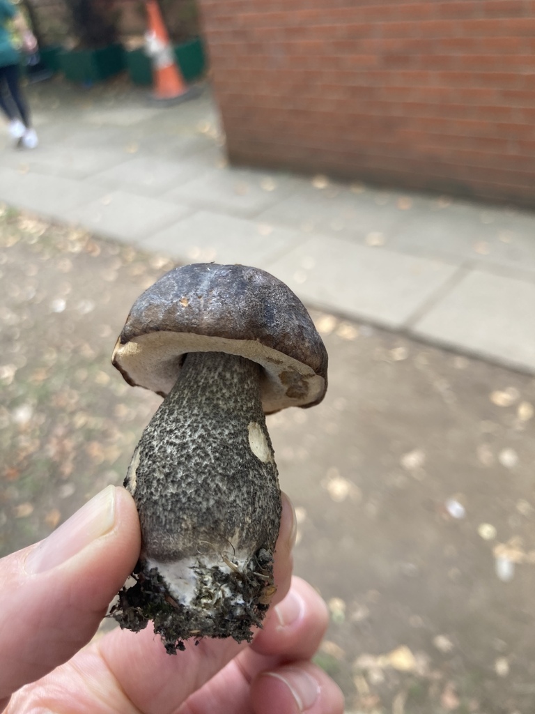 Liten ung svartskrubb holdt opp med mørk rund hatt og tett mørkskjellet stilk.