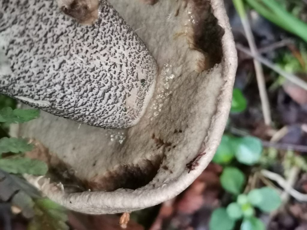 Nærbilde av svartskrubb med grått porelag og tett svarte skjell på stilken.