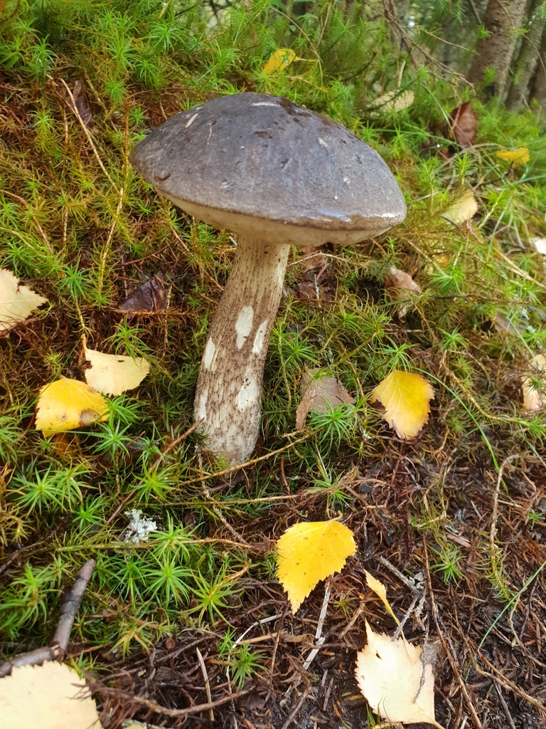 Moden svartskrubb i mose og høstløv med bred mørk hatt og lang stilk.