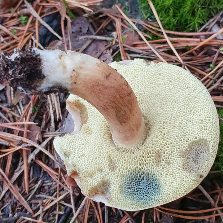 Svartbrun rørsopp vendt opp på barnåler med lyst porelag og rund blå flekk.
