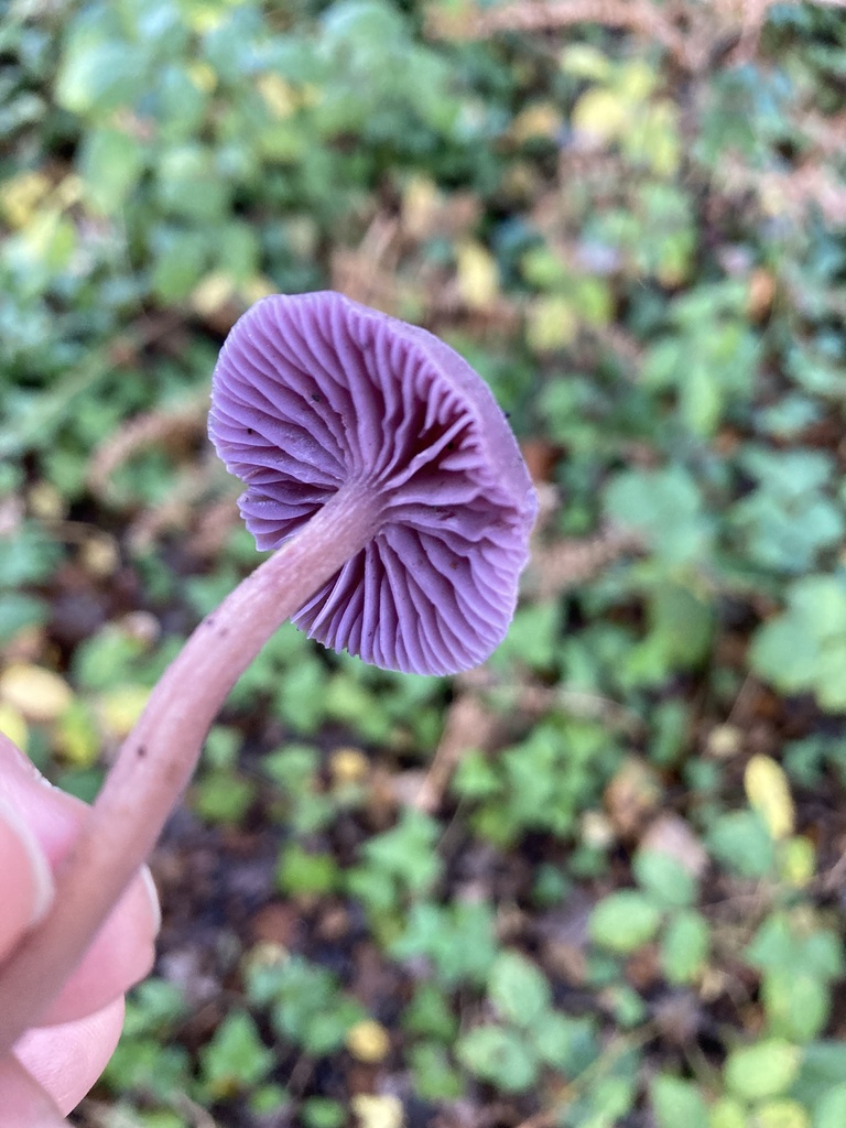 Ametystsopp holdt nedenfra med kraftige fiolette skiver og rosa-lilla stilk.
