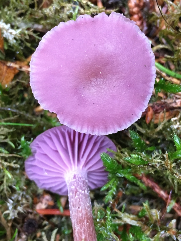 Ametystsopp vist fra hatt og underside med jevnt fiolett hatt og lilla skiver.