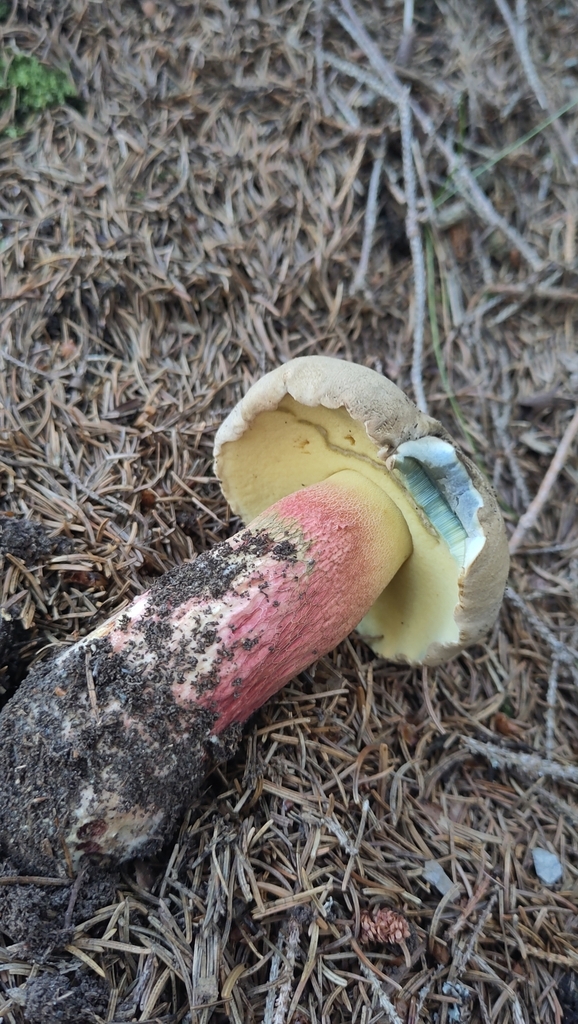 Besk rørsopp på barnåler med gult porelag og rød stilk som blåner ved berøring.