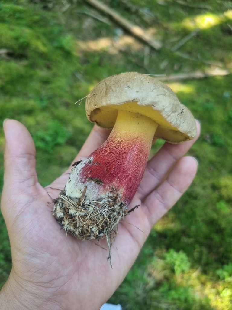 Besk rørsopp i hånden med gul underside og stilk som går fra gult til rødt.