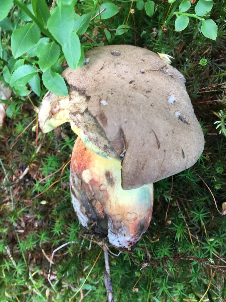 Besk rørsopp i mose med brun hatt, gult porelag og rødgul stilk.