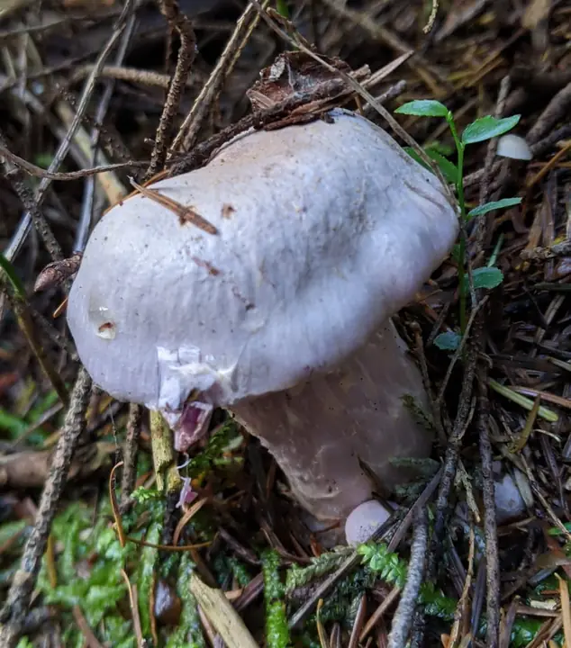 Blåkjøttbukkesopp i skogbunnen med blekfiolett, tørr hatt og kraftig fiolett stilk.