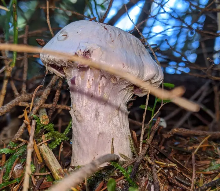 Blåkjøttbukkesopp fra siden med gråfiolett hatt, spindelvevslør og tykk stilk.