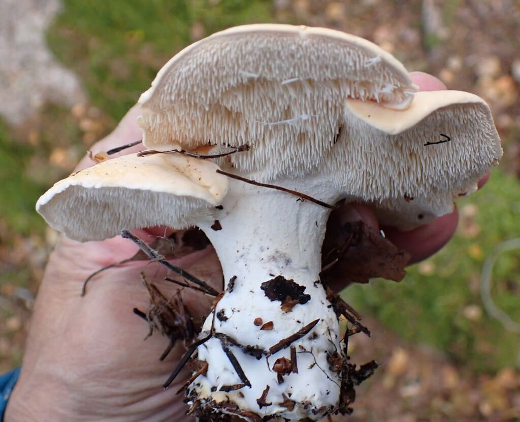Flere kraftige bleke piggsopper holdt samlet med hatter, stilker og pigger synlige.