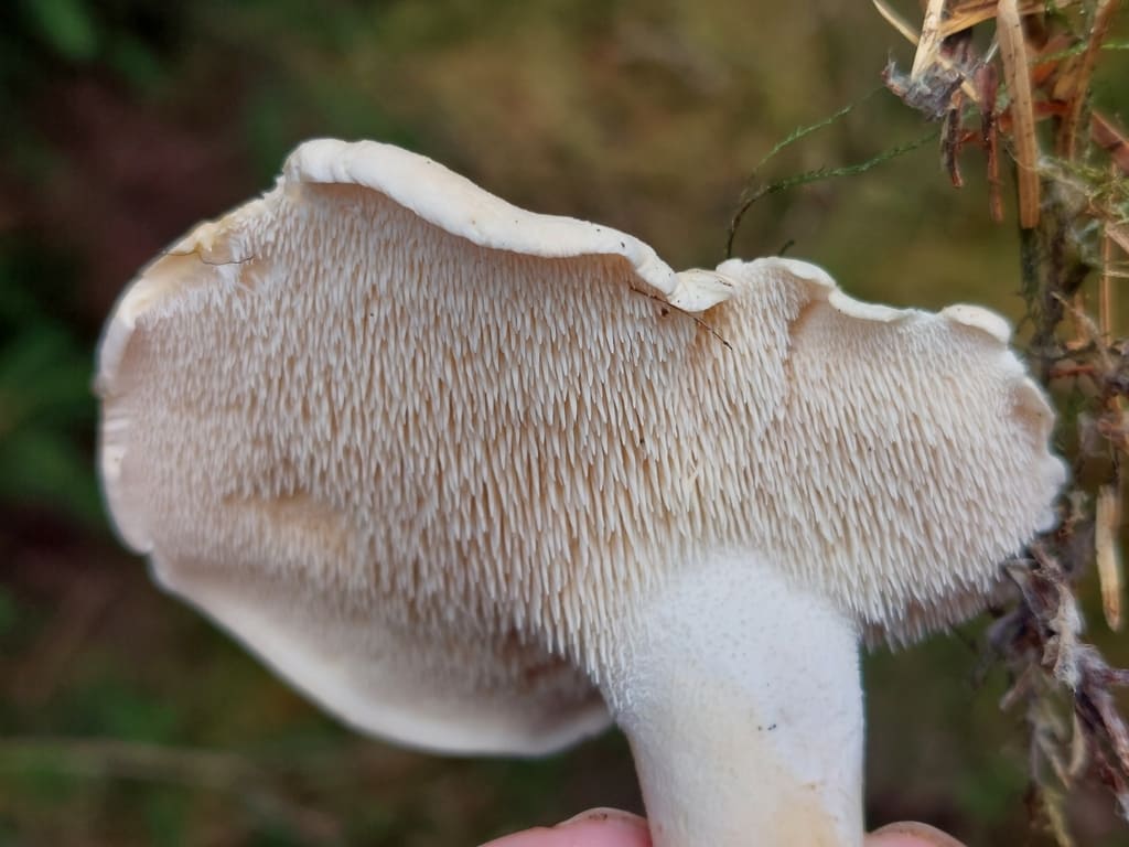 Bred underside av blek piggsopp med lyse pigger som løper ned på stilken.