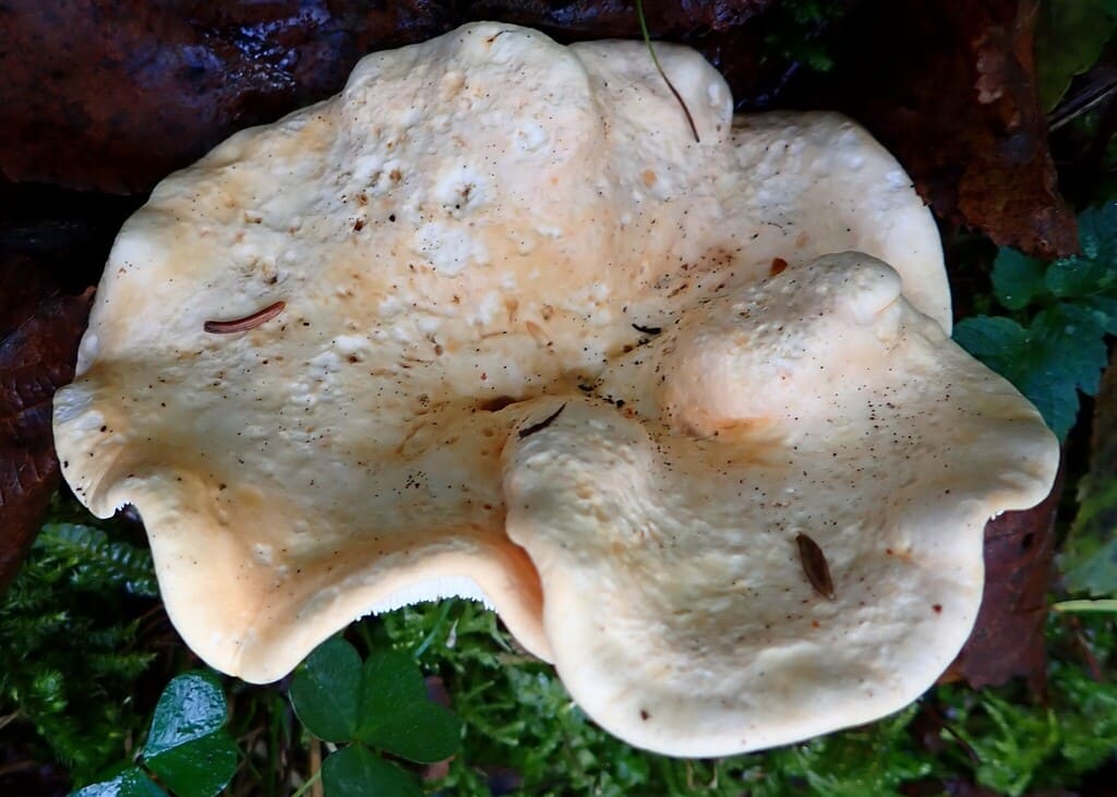 Blek piggsopp ovenfra med bred, uregelmessig og svakt nedtrykt hatt.