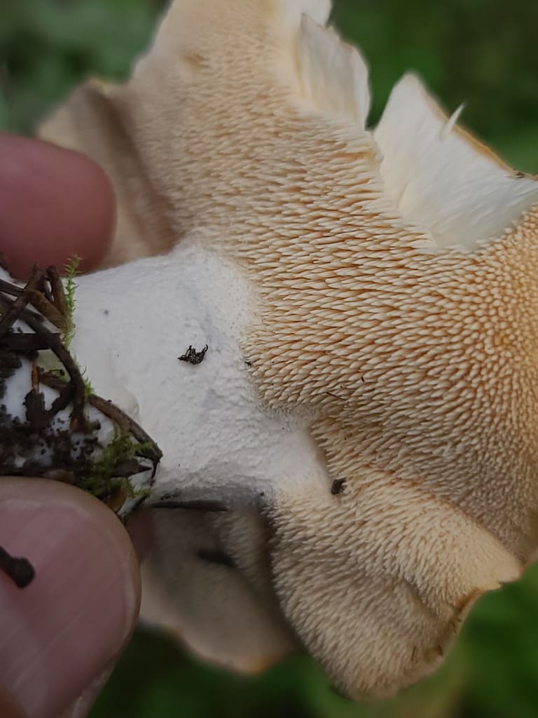 Nærbilde av blek piggsopp med mange smale pigger i ulik lengde.
