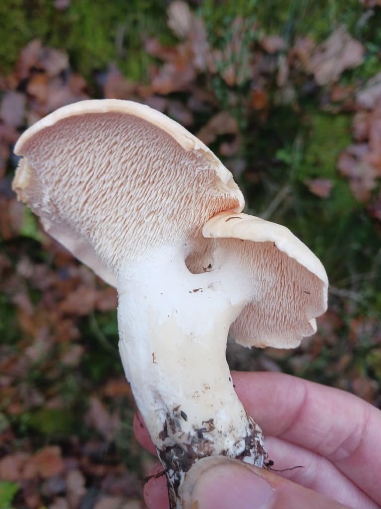 Blek piggsopp holdt fra siden med tykk stilk og lyse pigger under hatten.