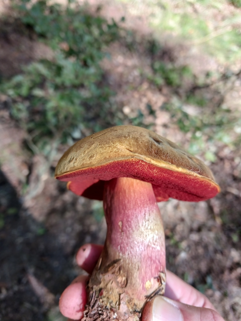 Blodrørsopp holdt fra siden med rød underside og gulrød, fint prikket stilk.