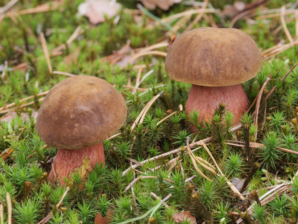 To unge blodrørsopper i mose med brune hatter og rødlige stilker.