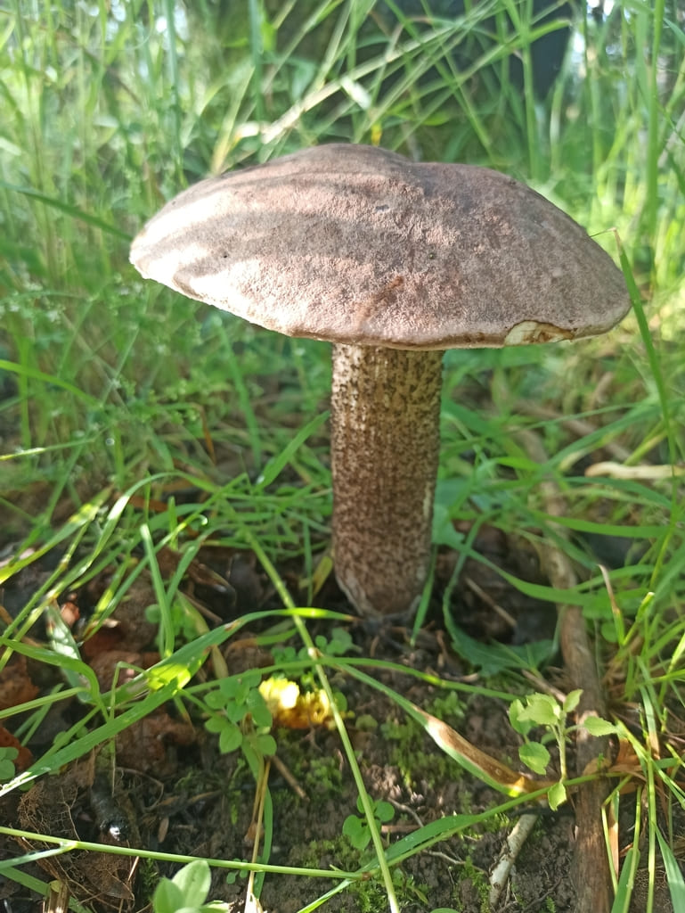 Brunskrubb i gress med bred gråbrun hatt og tett mønster av brune stilkskjell.