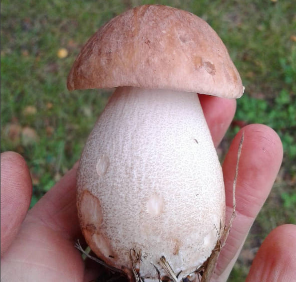 Ung brunskrubb holdt i hånden med rund brun hatt og oppsvulmet lys stilk.