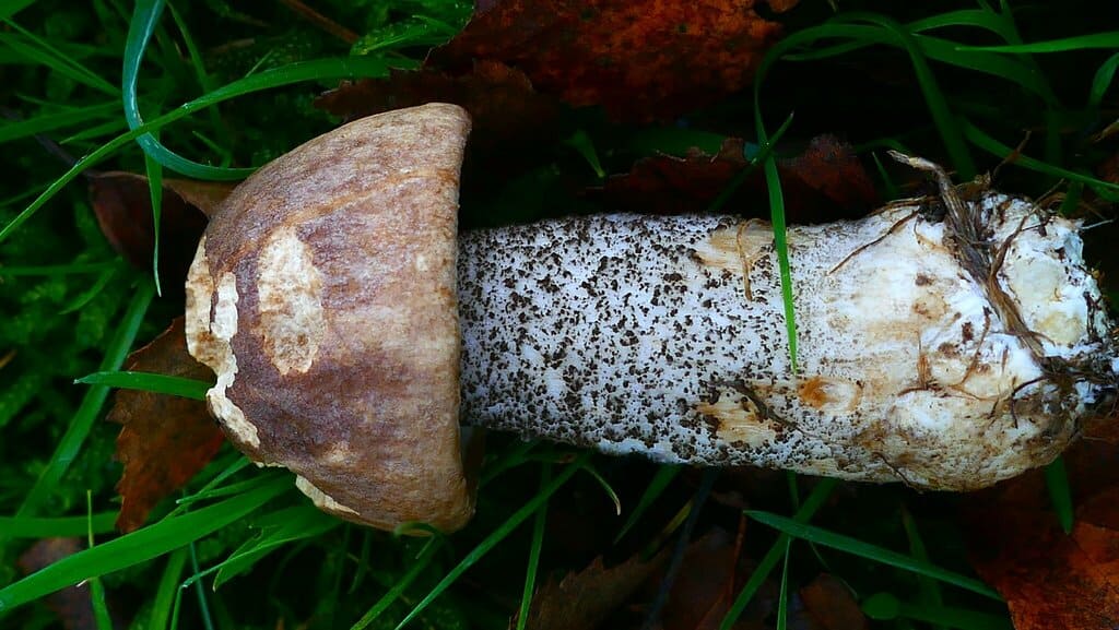 Brunskrubb liggende i gress med brun hatt og kraftig, mørkskjellet stilk.