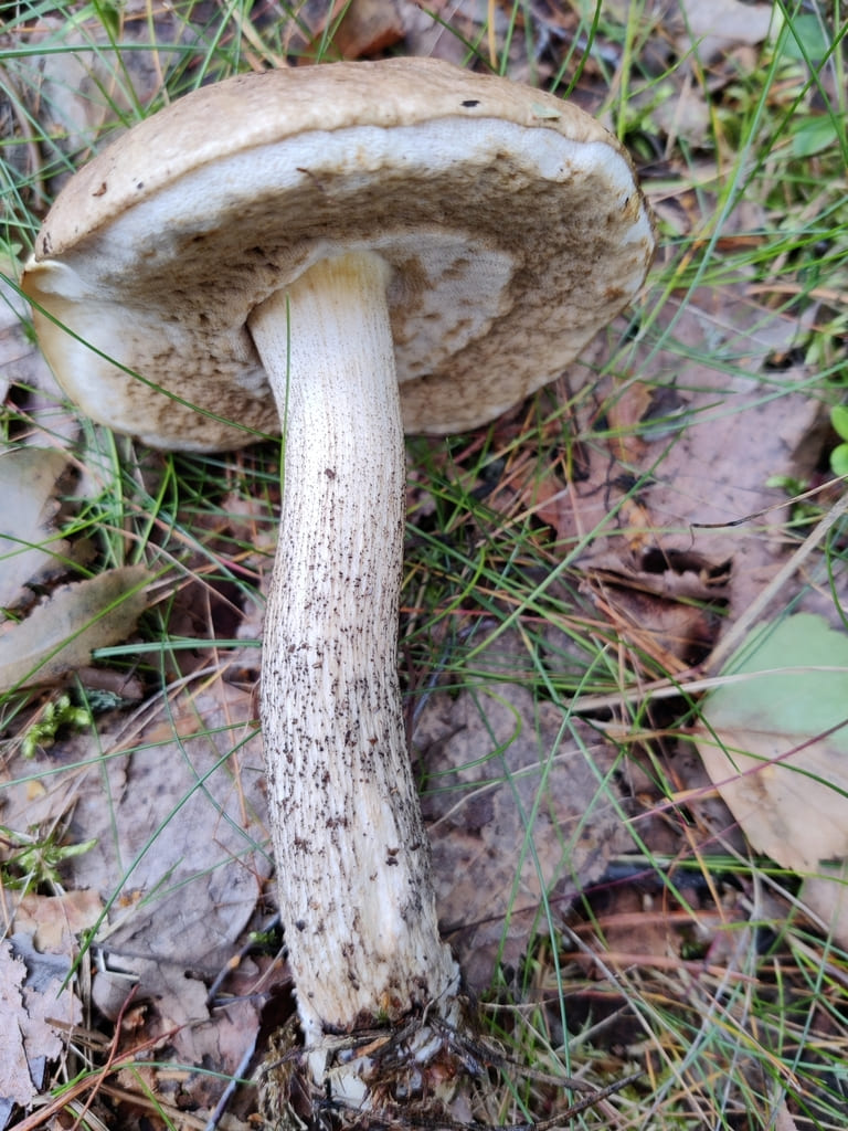 Brunskrubb på skogbunnen med blekt porelag og lang, prikket stilk.