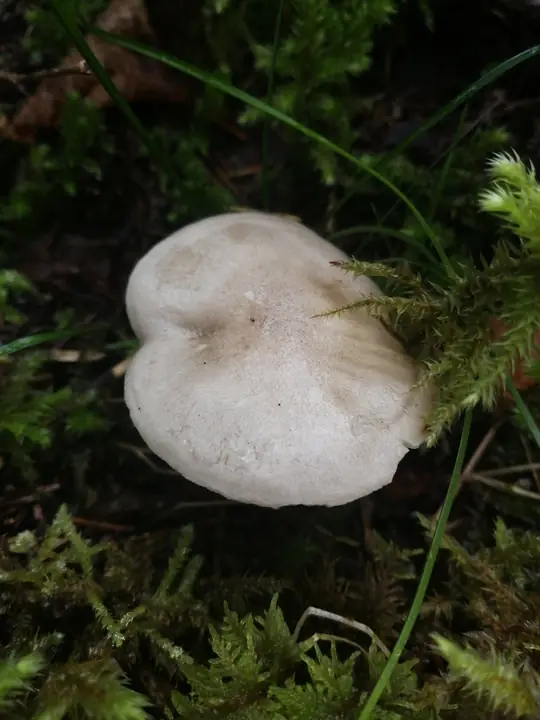 Lys grå duftvokssopp mellom mose og barnåler i barskog.