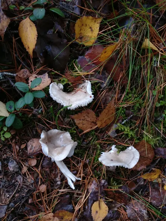 Flere duftvokssopper i barskog med lysegrå hatter i ulik størrelse.