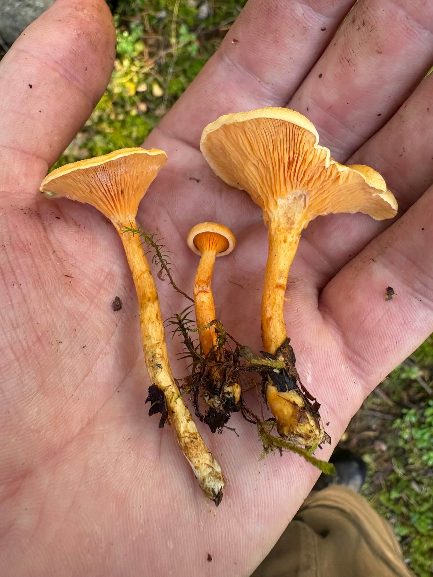 Tre falske kantareller i en hånd med tynne oransje skiver som løper nedover stilkene.