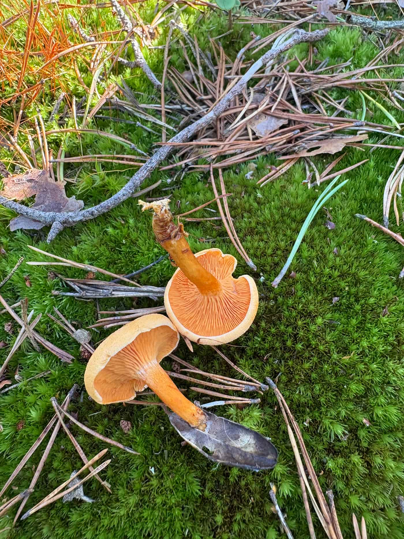 To falske kantareller i mose med oransje hatter, skiver og slanke stilker.