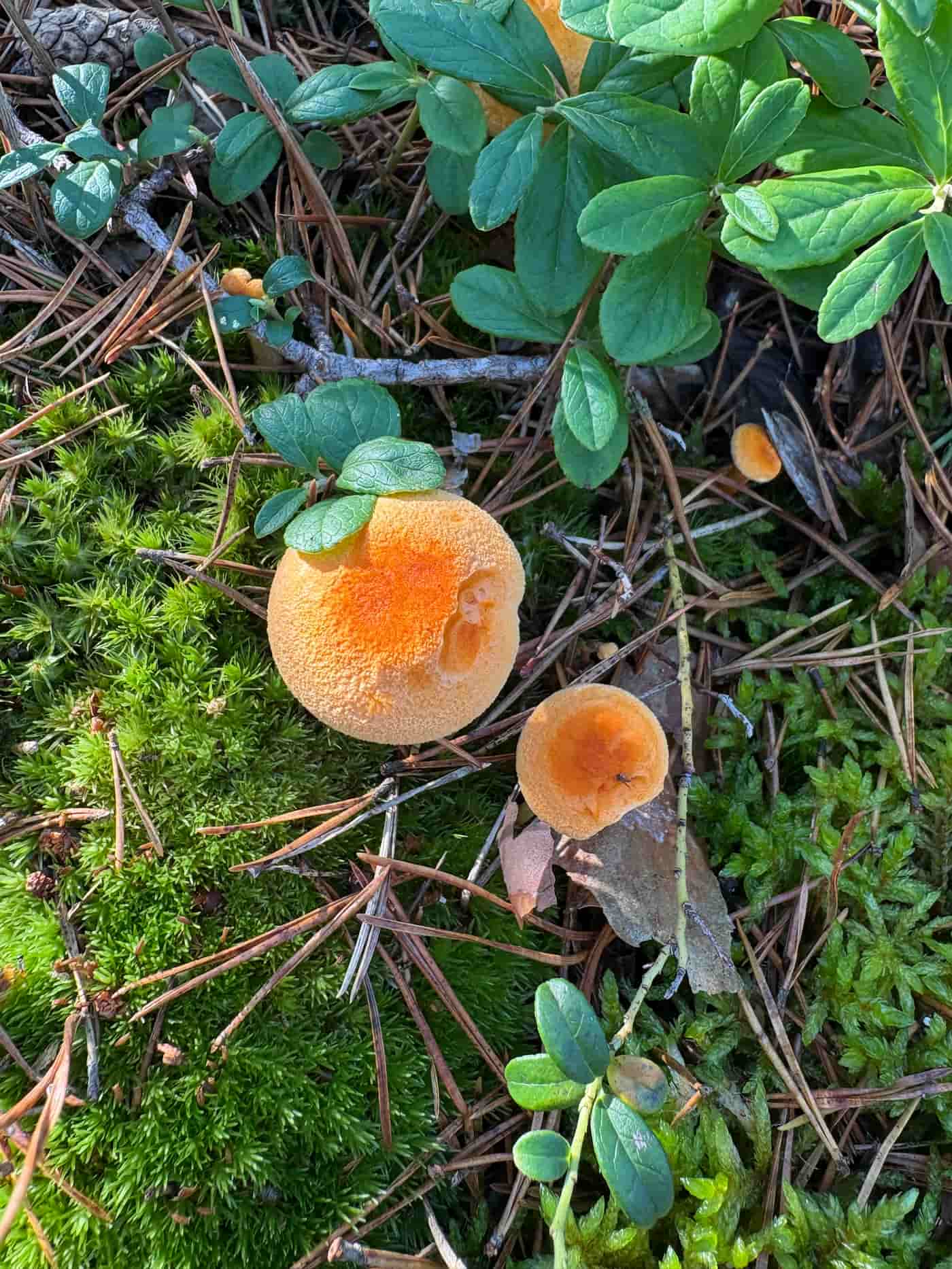 To små falske kantareller blant mose, lyng og barnåler med fløyelsoransje hatter.