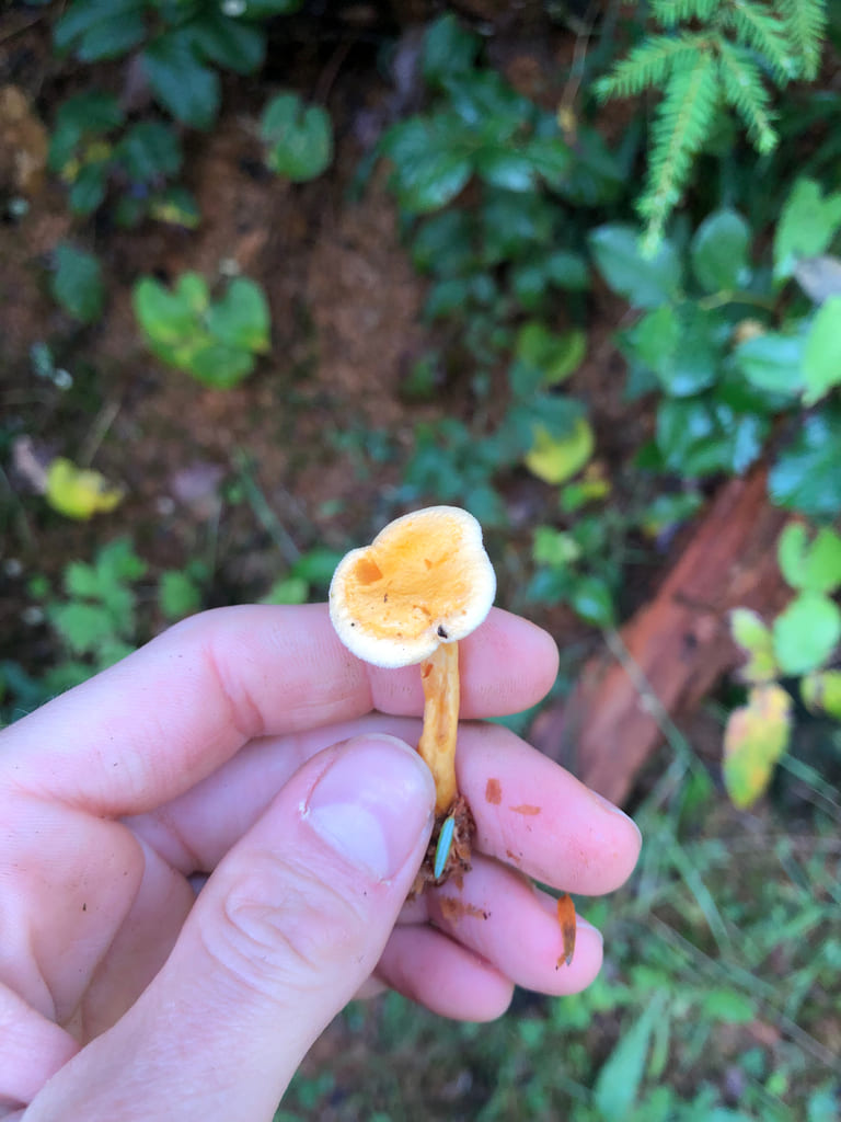 Liten falsk kantarell holdt mellom fingrene med smal stilk og liten oransje hatt.