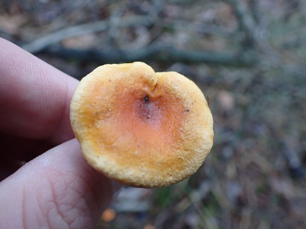 Nærbilde av falsk kantarells fint fløyelsaktige hatt med mørkere oransje sentrum.