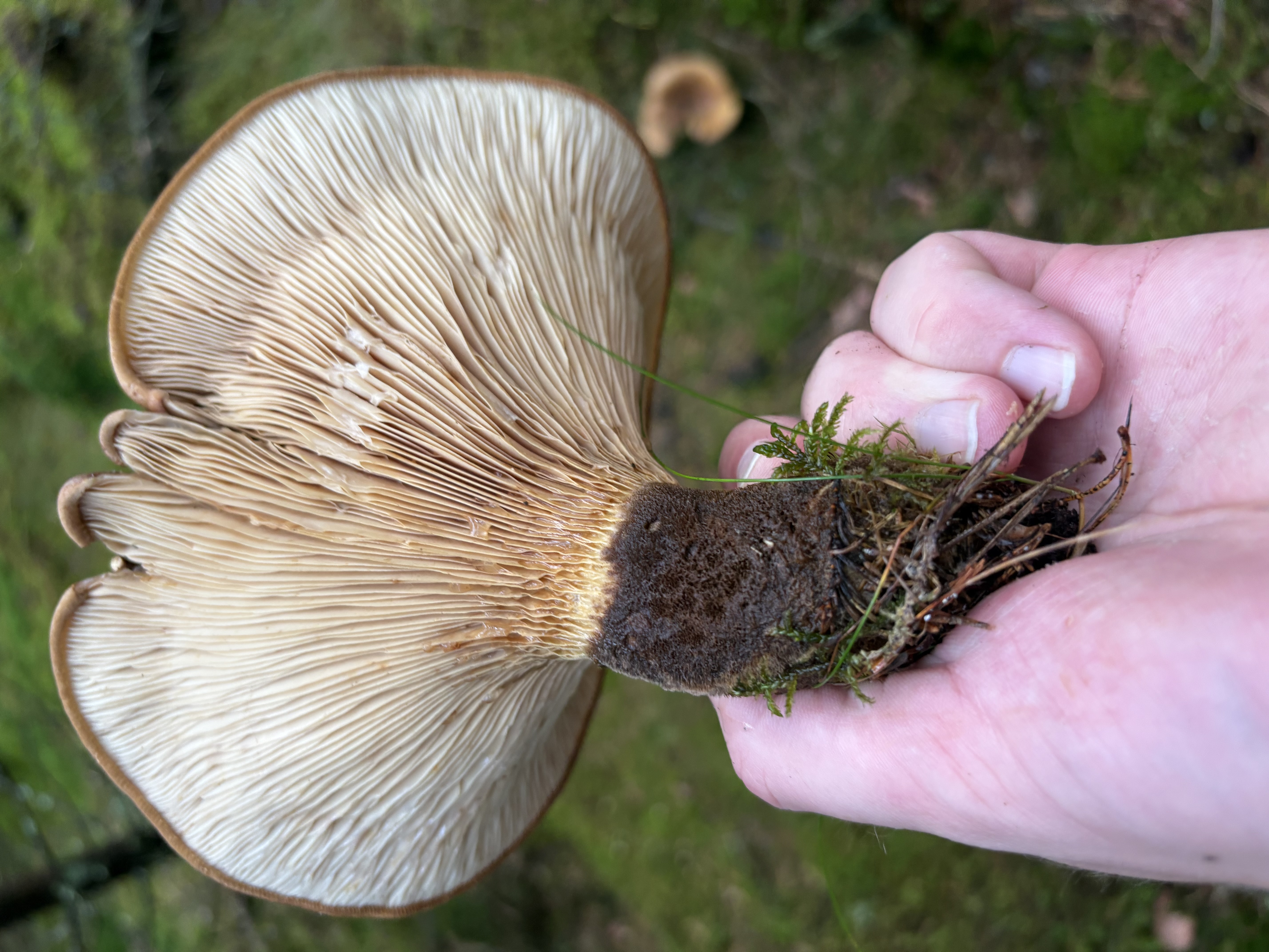 Nærbilde av fløyelspluggsoppens brede underside og kraftige, svartfiltede stilkbasis.