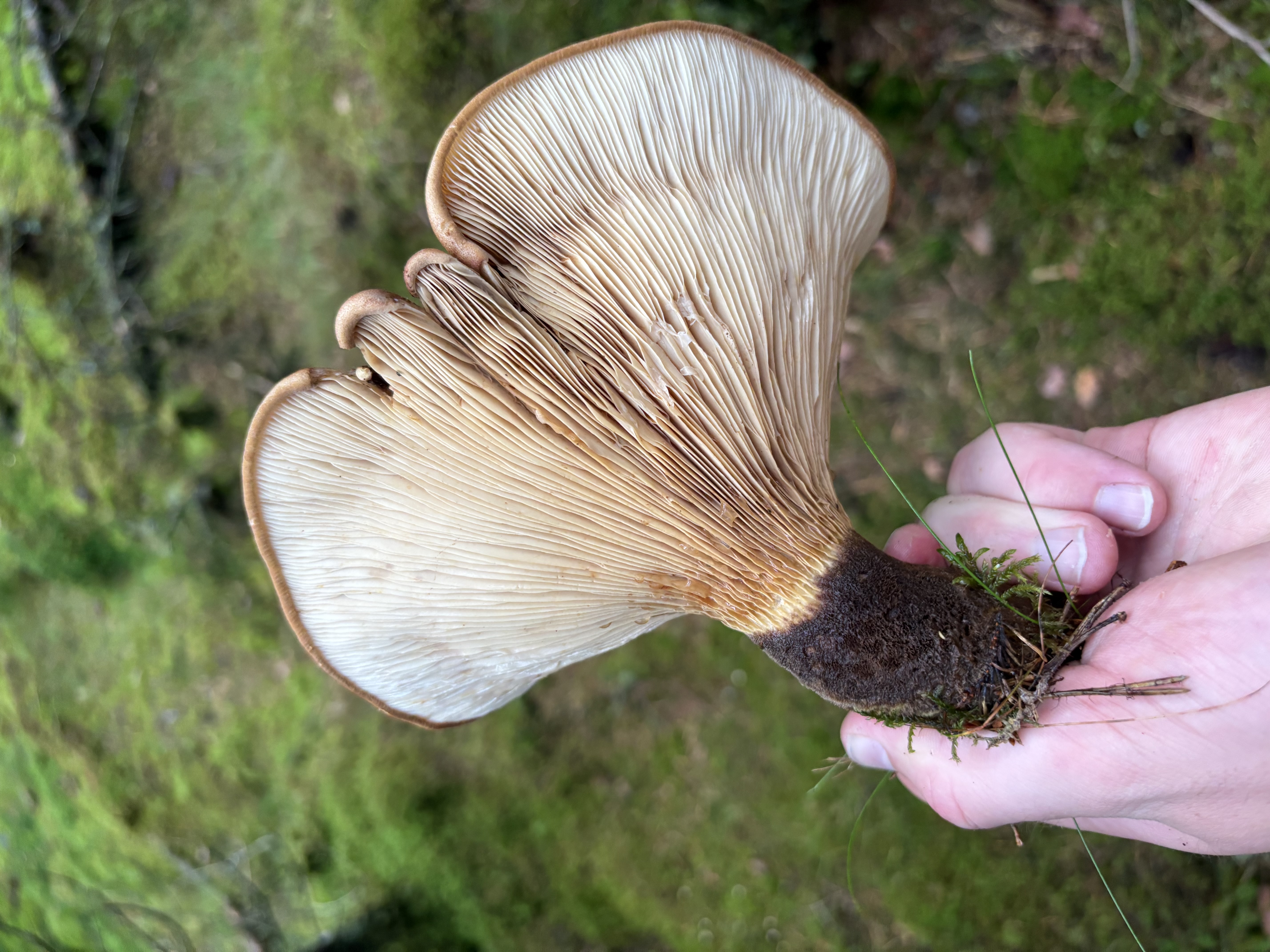 Fløyelspluggsopp holdt fra siden med vifteformet hatt og kort svartbrun stilk.