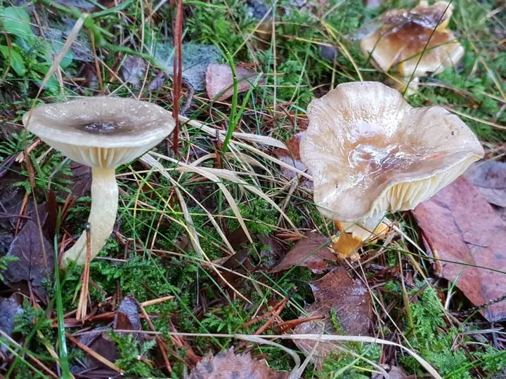 To frostvokssopper med lysegule, tykke skiver som løper svakt nedover stilken.