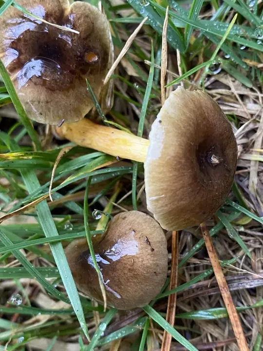 Tre frostvokssopper i gress med blanke olivenbrune hatter og gule stilker.
