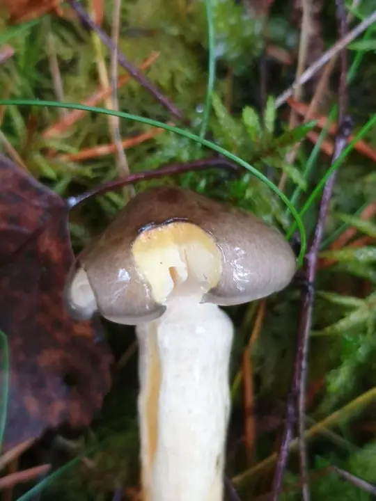 Ung frostvokssopp med hvelvet gråbrun hatt og lys gul stilk.