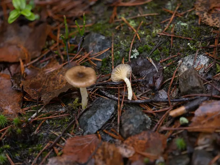 To små frostvokssopper blant barnåler med brun hatt og gul underside.