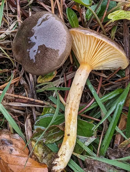 Frostvokssopp fra siden med mørk slimete hatt, gule skiver og gul stilk.