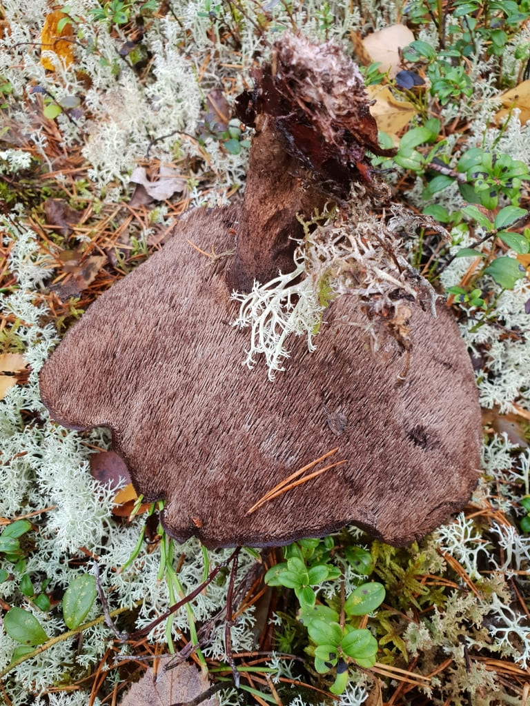Eldre furuskjellpigg i skogbunnen med mørk, bred og uregelmessig skjellhatt.