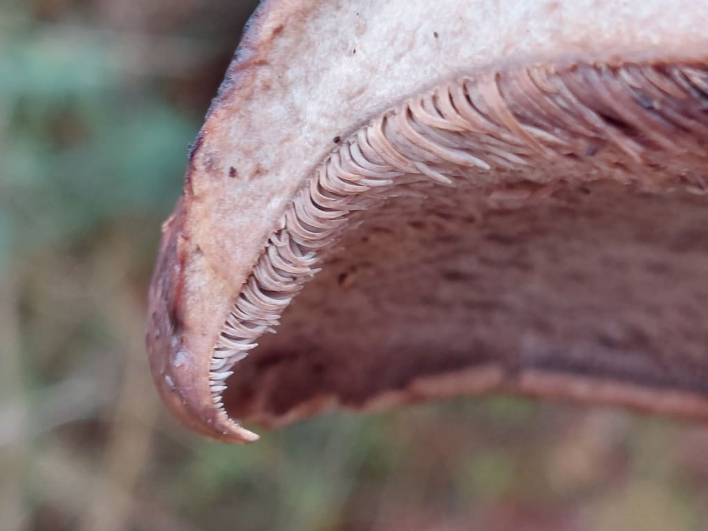 Furuskjellpigg sett lavt fra siden med korte gråbrune pigger langs hattekanten.