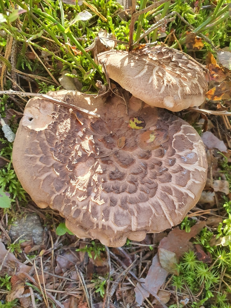 To furuskjellpigger ovenfra med brune, overlappende skjell som ligger flatt mot hatten.