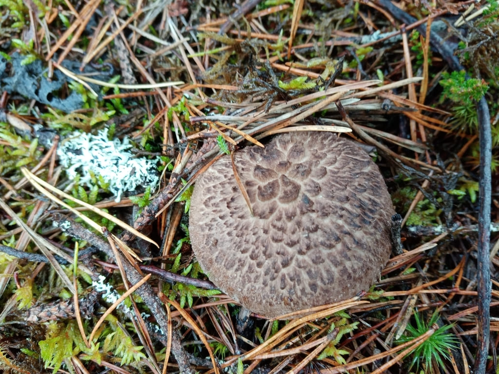 Furuskjellpigg blant furunåler og lav med flat, brun skjellhatt.