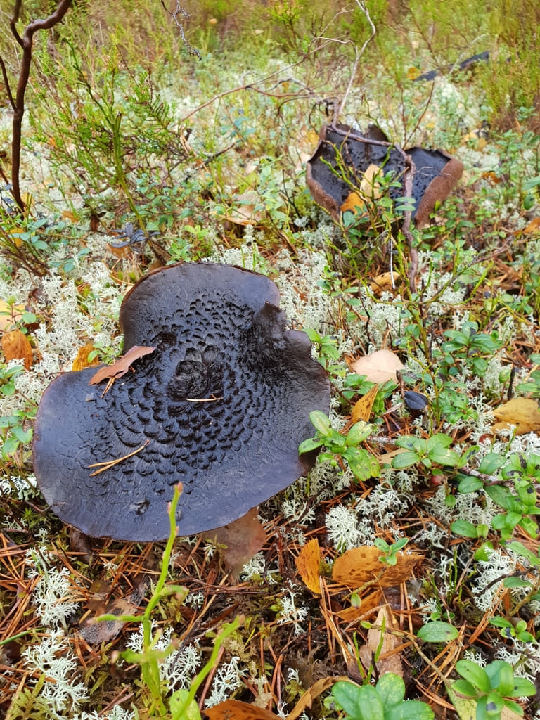 Mørke furuskjellpigger i lav vegetasjon med brede brune hatter.